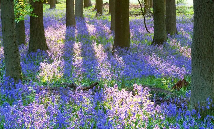 闻过就无法忘记的香水,闻过就忘不掉的香水盘点