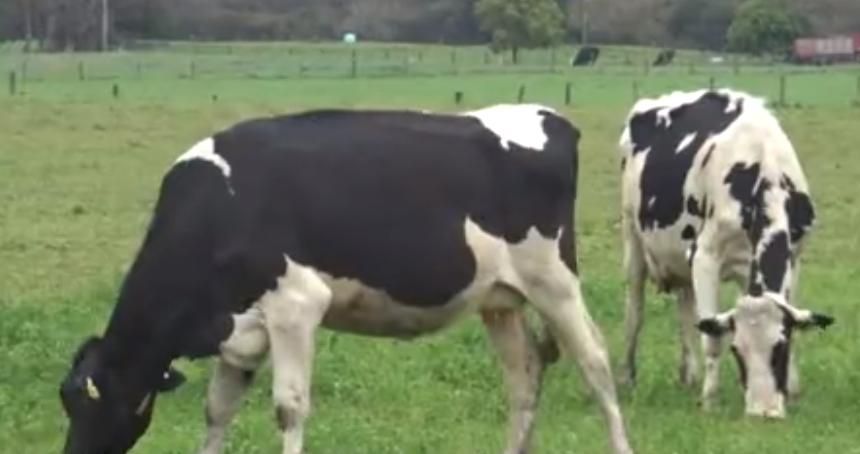 中国代购扫光奶粉事件,中国代购的前景和现状