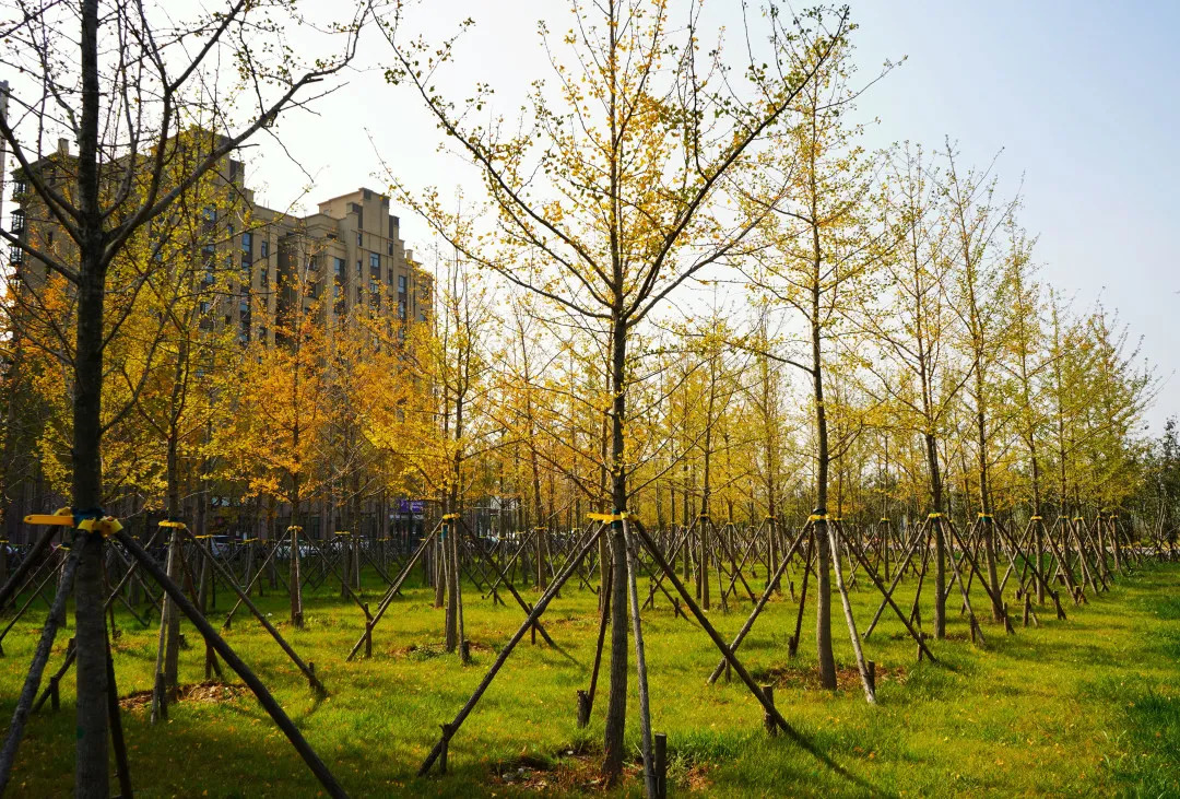 描绘乡村美丽新画卷,描绘中国美丽新画卷