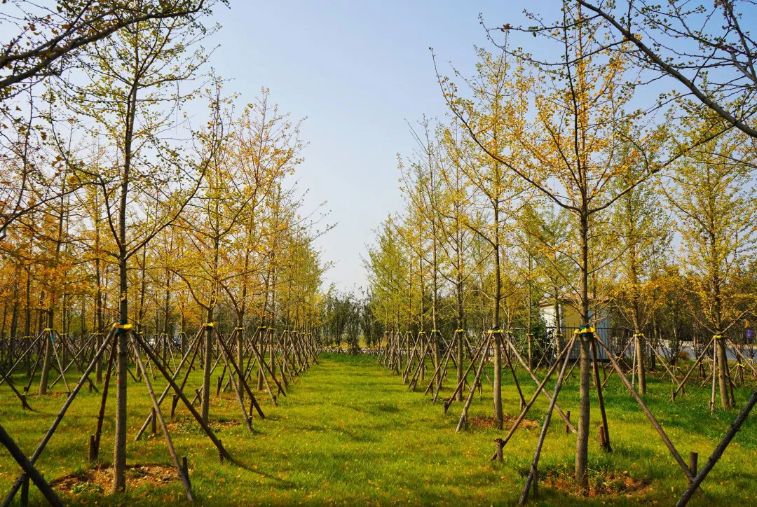 描绘乡村美丽新画卷,描绘中国美丽新画卷