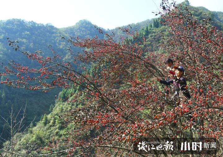 王维诗中提到的茱萸是什么,重阳节唐诗里的茱萸指的是谁