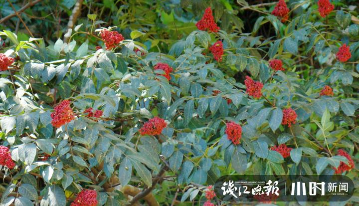 王维诗中提到的茱萸是什么,重阳节唐诗里的茱萸指的是谁