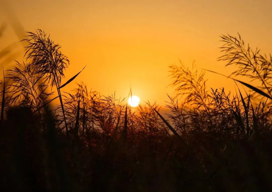 定远九九重阳敬老爱老晚会,九九重阳个人爱老敬老演讲稿