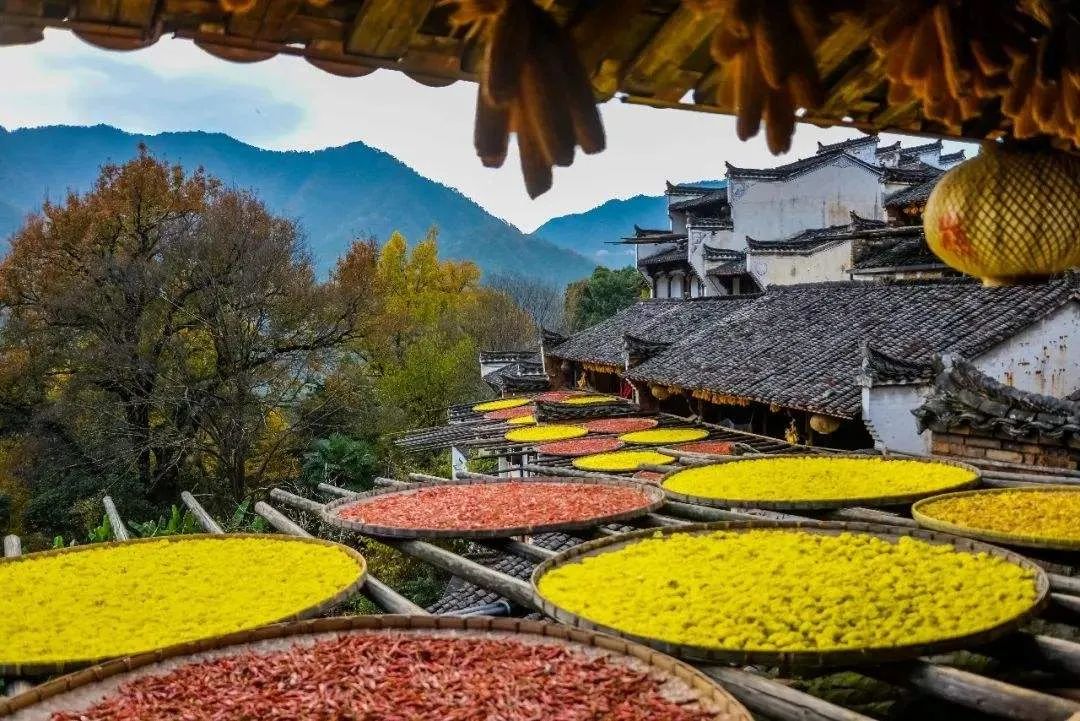 今日重阳又见重阳,今日重阳愿岁月伴你安康图片