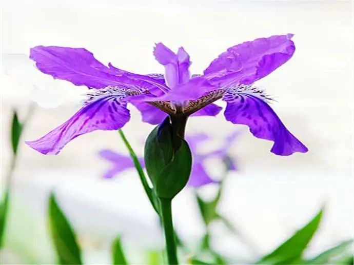 脸上有了皱纹抗老,抗皱要趁早等皱纹出来就晚了