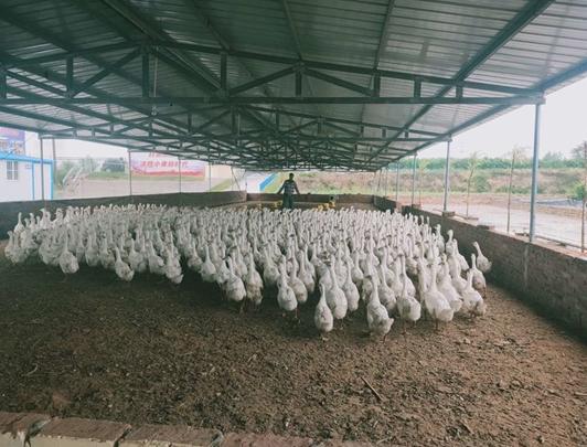 武功县发展特色产业,武功县什么产业好