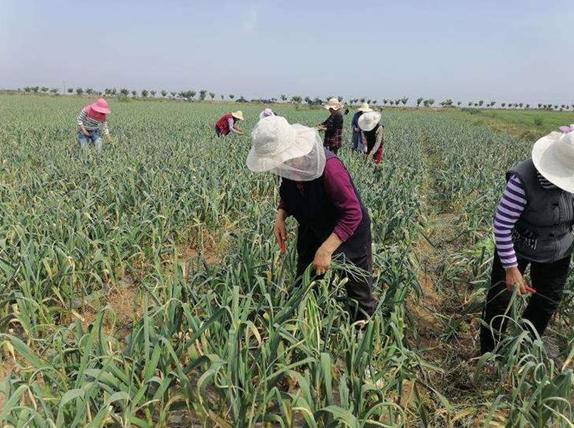 武功县发展特色产业,武功县什么产业好