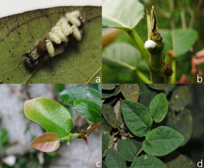 无花果抗虫,无花果的抗癌效果怎样