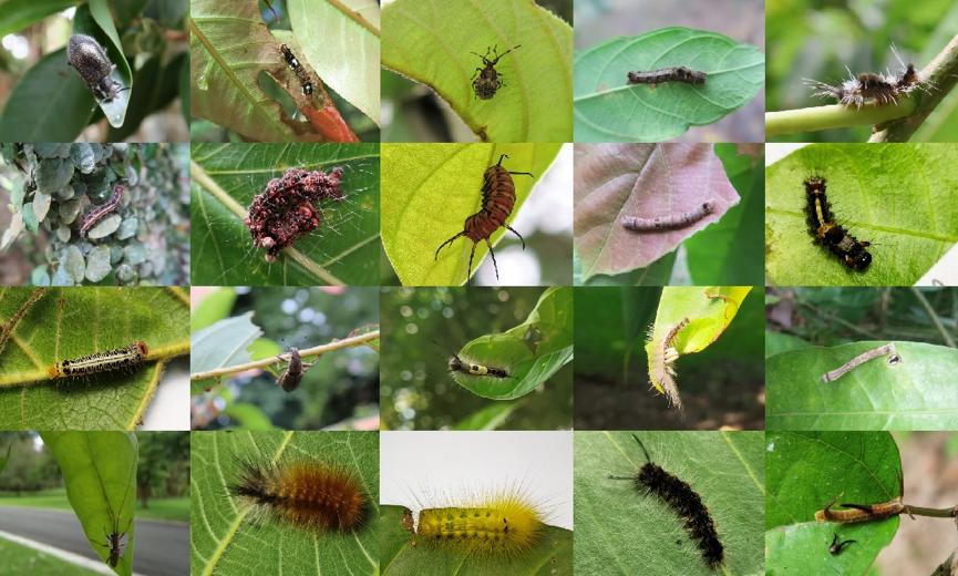 无花果抗虫,无花果的抗癌效果怎样