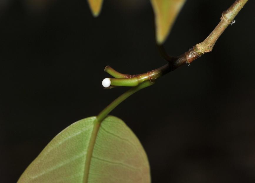 无花果抗虫,无花果的抗癌效果怎样