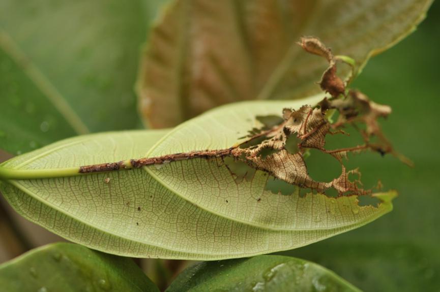 无花果抗虫,无花果的抗癌效果怎样