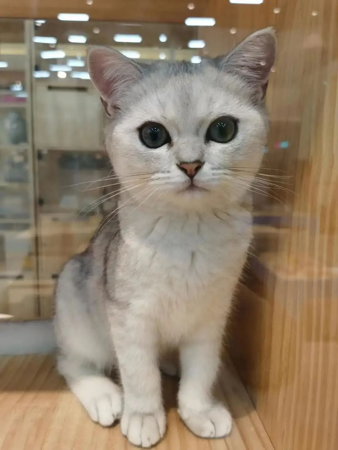 南京广电第六届萌宠节,南京广电萌宠节