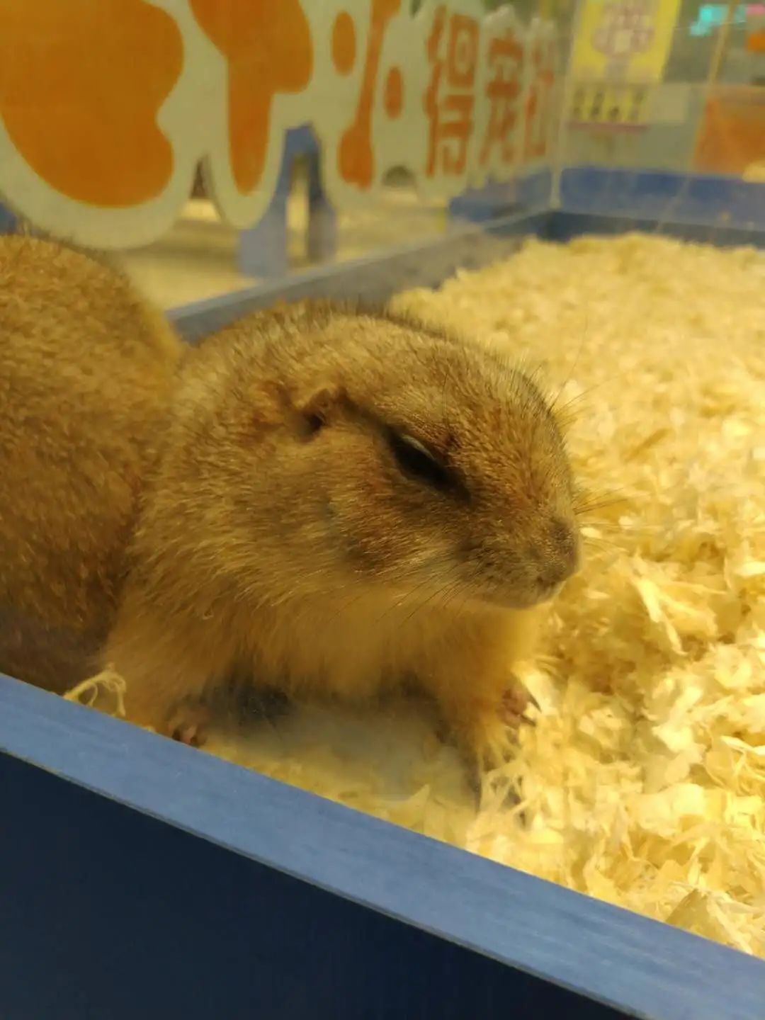 南京广电第六届萌宠节,南京广电萌宠节