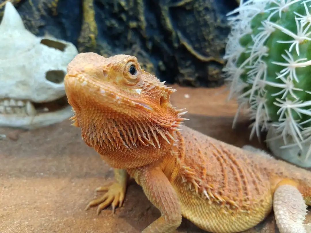 南京广电第六届萌宠节,南京广电萌宠节