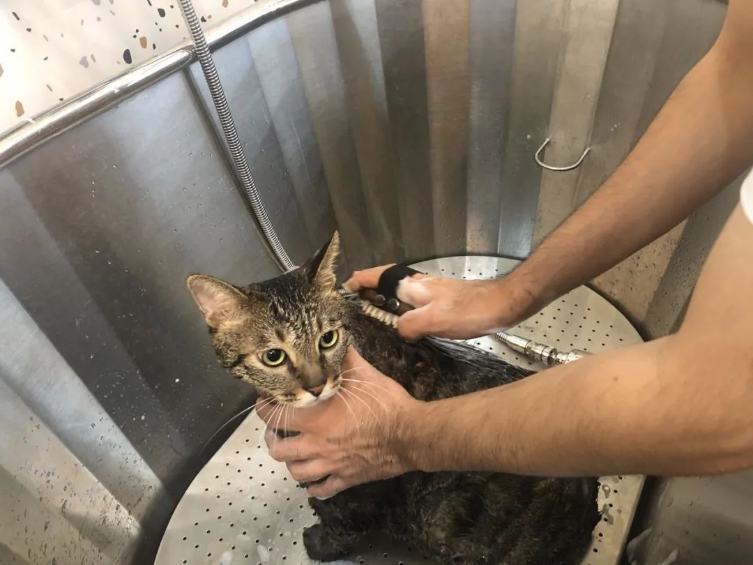 南京广电第六届萌宠节,南京广电萌宠节