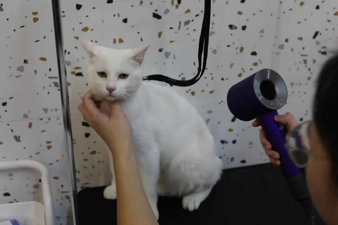 南京广电第六届萌宠节,南京广电萌宠节