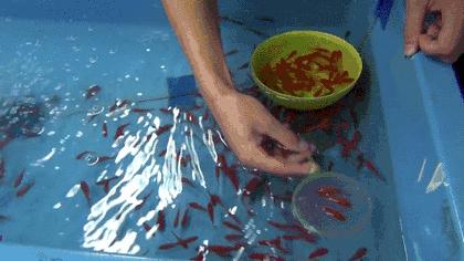 阜阳吾悦万圣节来搞鬼，不给糖就捣蛋！1000件魔法服免费送