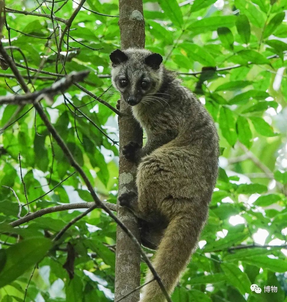 2003年非典是因为果子狸吗,非典与果子狸有关吗