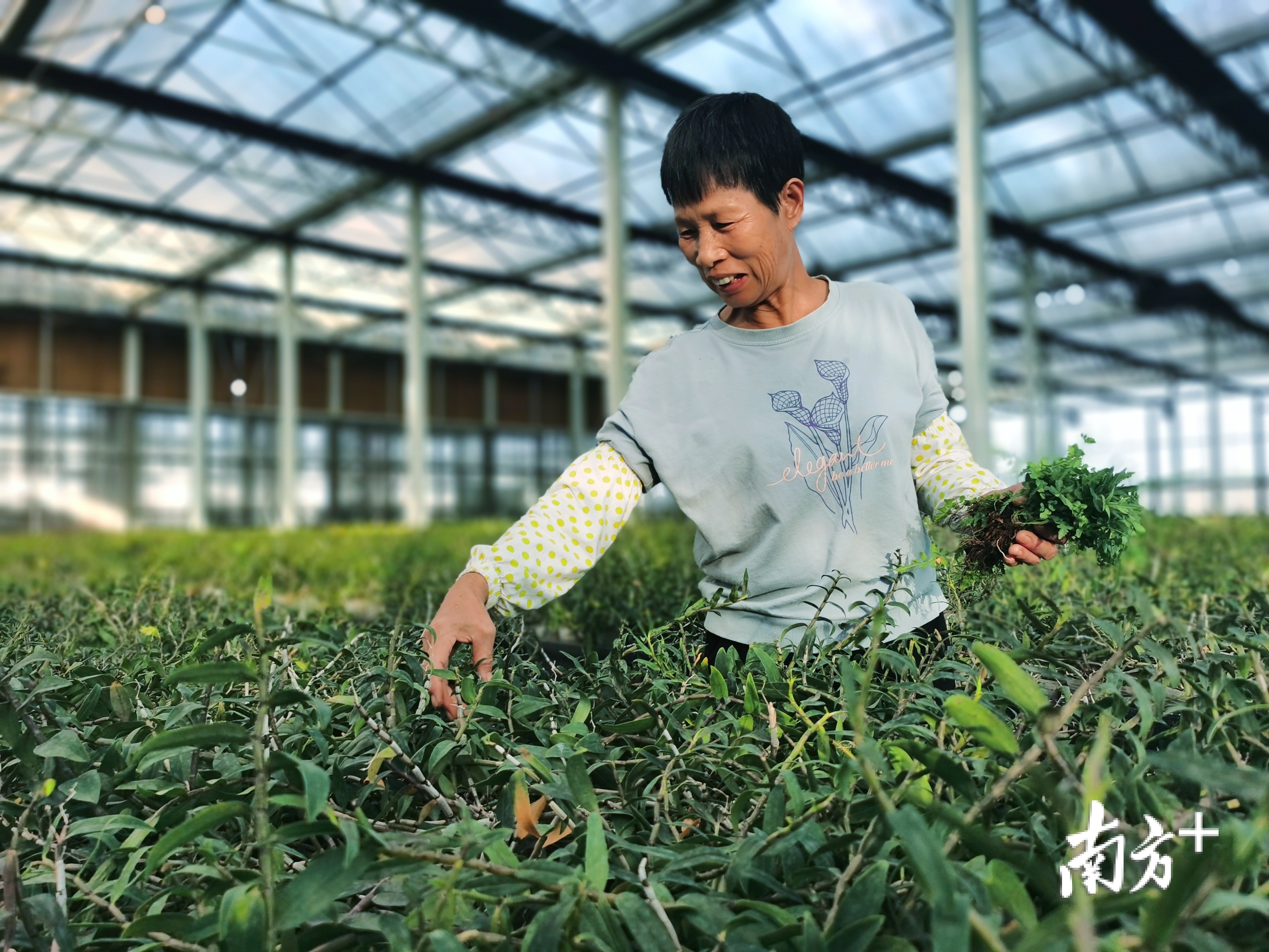 惠州惠城三农规划 (三农工作和乡村振兴措施)