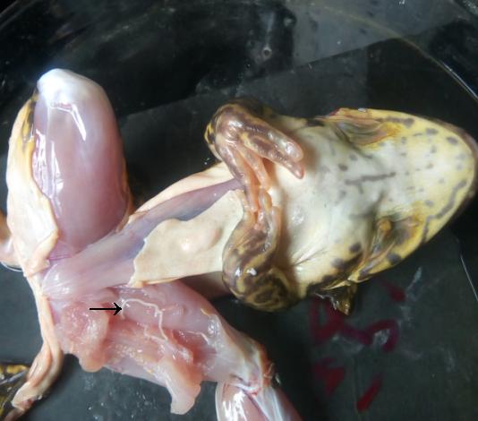 山泉水真的很好吗,真正的山泉水怎么样