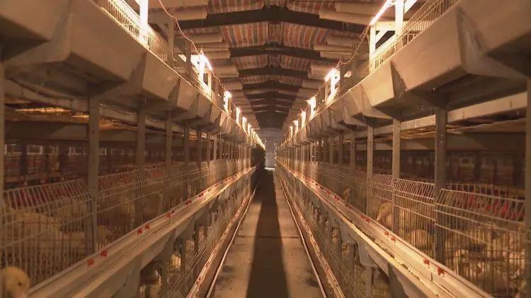 山东省成武县天宫镇翟楼村,天宫庙镇翟楼村