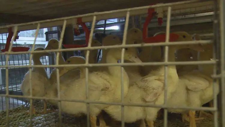 山东省成武县天宫镇翟楼村,天宫庙镇翟楼村