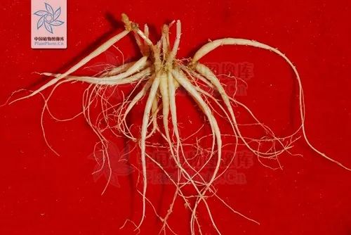 脾虚燥热干咳吃什么中成药,肺燥脾虚吃什么药