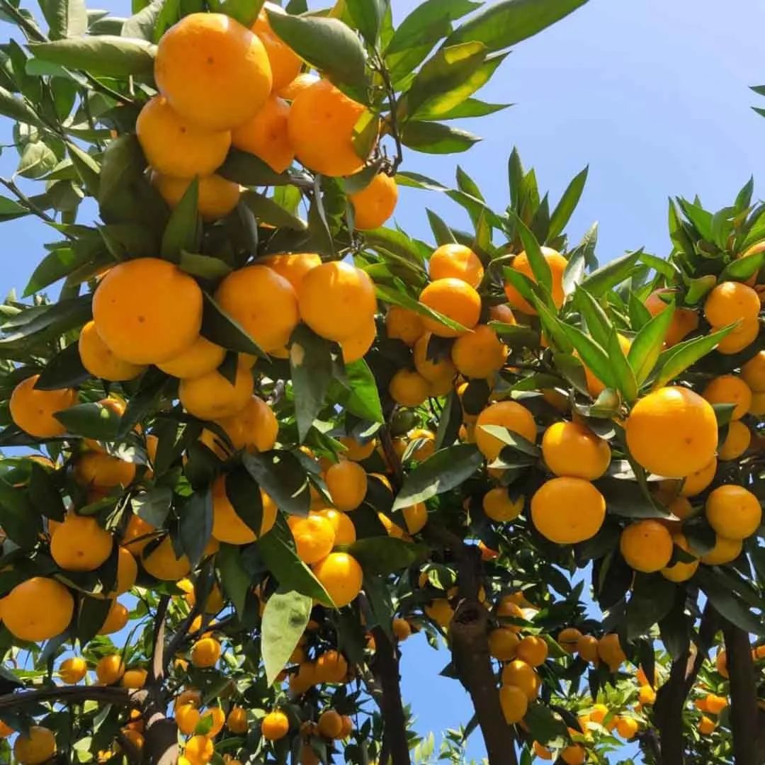 双11特惠多棱温泉票,双11温泉旅游团购
