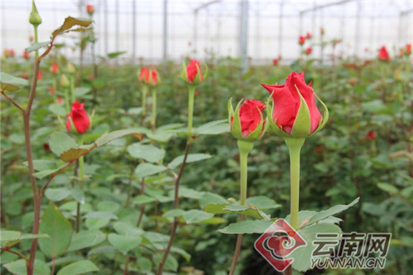 绿色发展看青海,绿色发展看福建