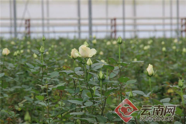 绿色发展看青海,绿色发展看福建