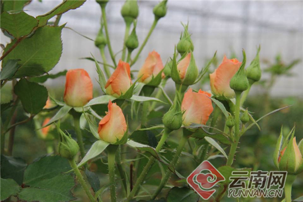 绿色发展看青海,绿色发展看福建