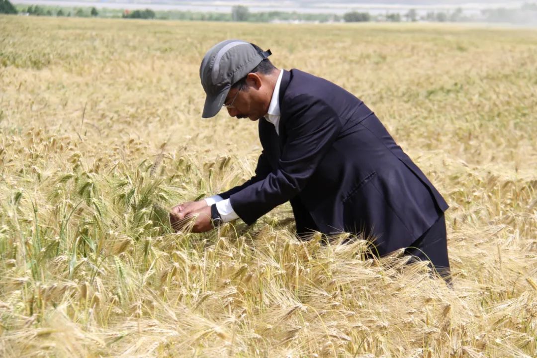 青稞博士尼玛扎西采访,青稞王子尼玛扎西讲话