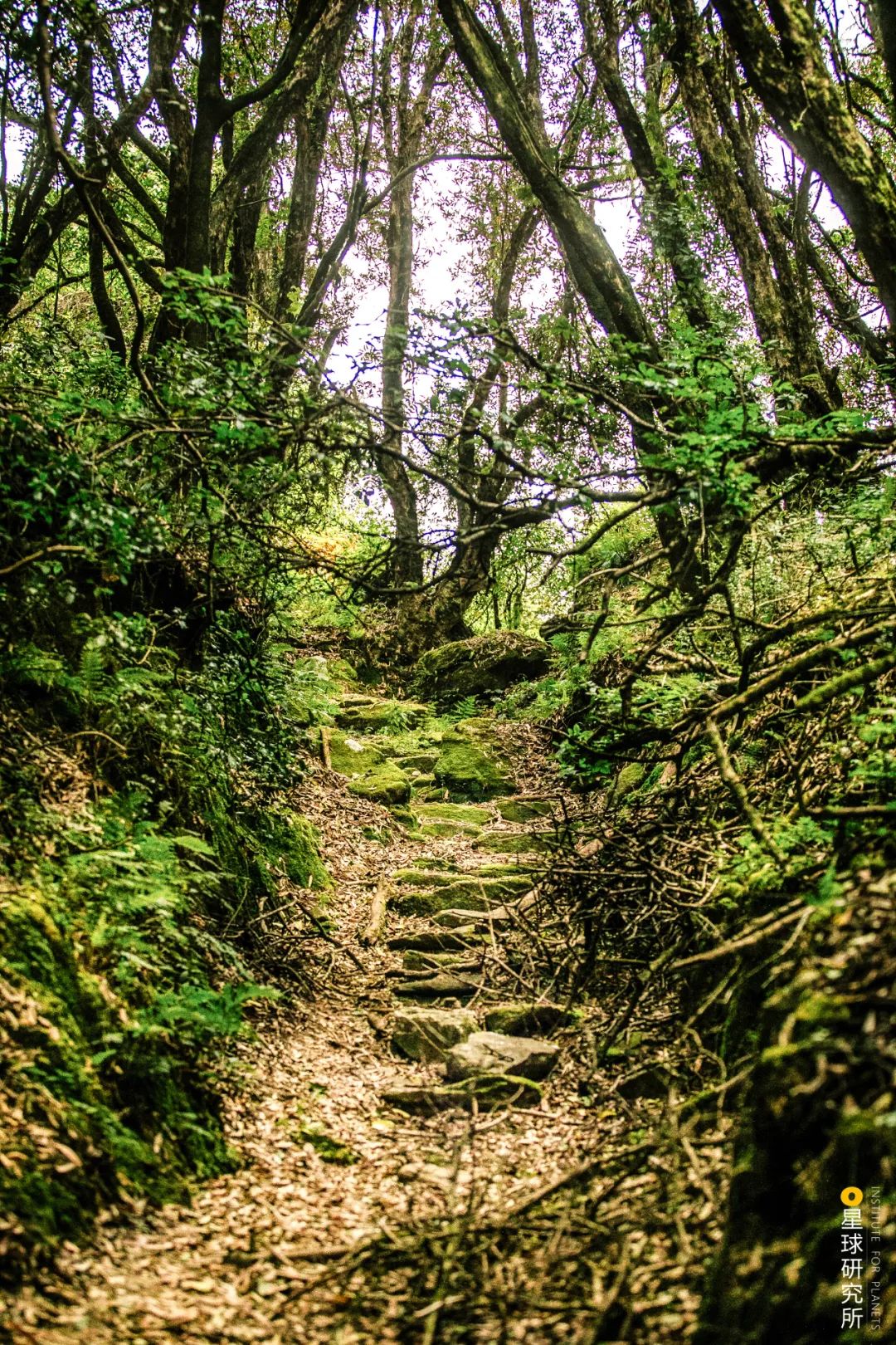 云南腾冲为什么那么独特,腾冲为什么那么出名