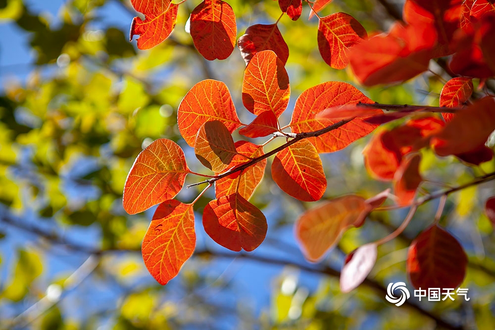 北京香山枫叶纷飞,北京香山红叶盛开