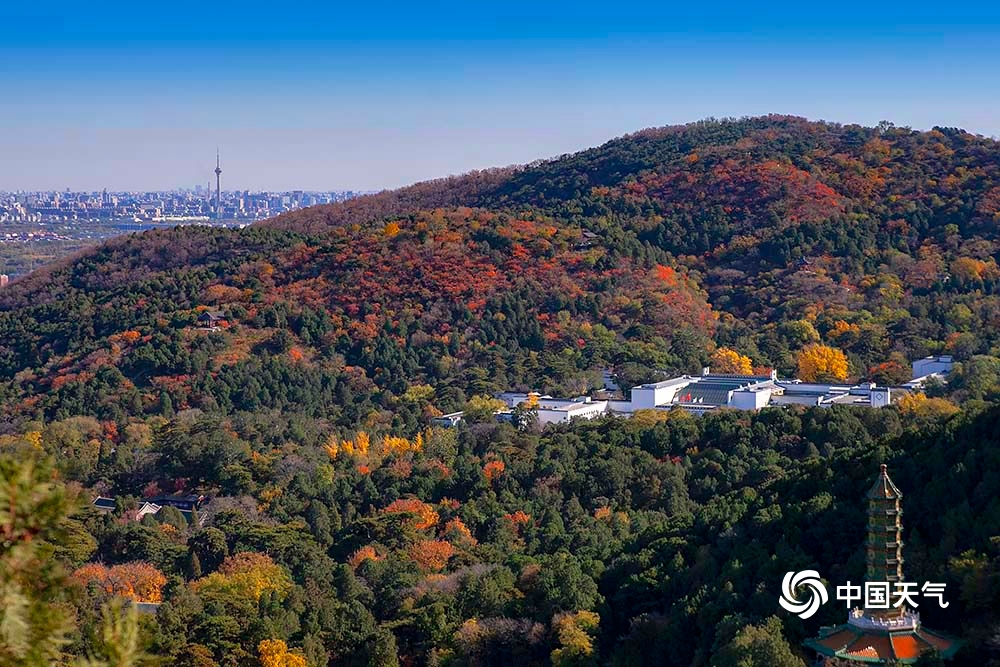 北京香山枫叶纷飞,北京香山红叶盛开