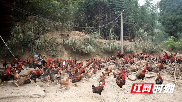 爱心扶贫助力农民早日致富,爱心收购贫困户滞销农产品