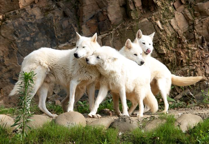 9小只，奶萌奶萌的！湖州刚诞生4头小金虎的动物园，又迎来一窝小白狼