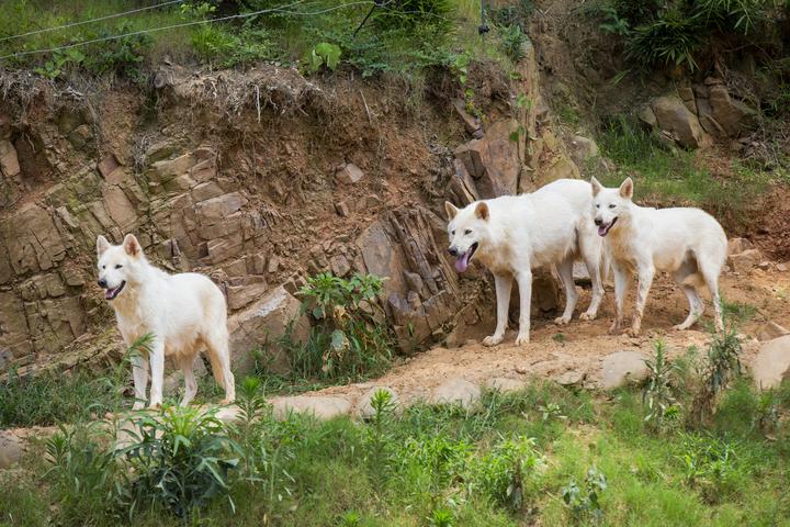 9小只，奶萌奶萌的！湖州刚诞生4头小金虎的动物园，又迎来一窝小白狼