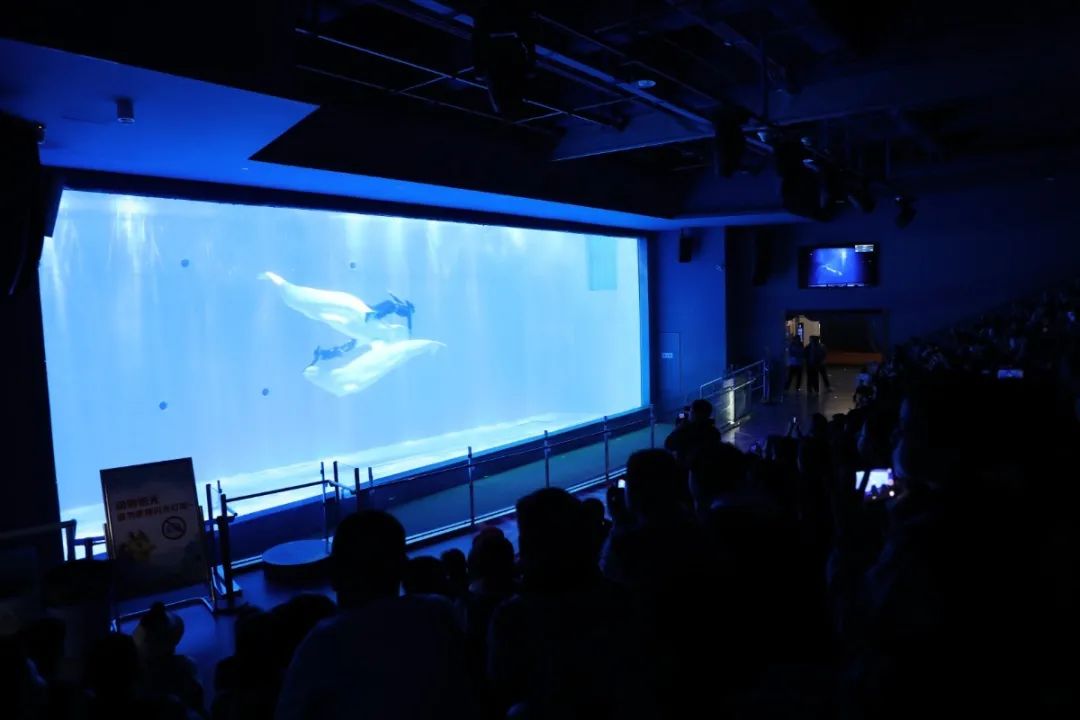 双十一特惠门票,双十一惊喜夜门票