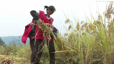 二十年荒地换“新装”！青田这个村走上致富“稻”路