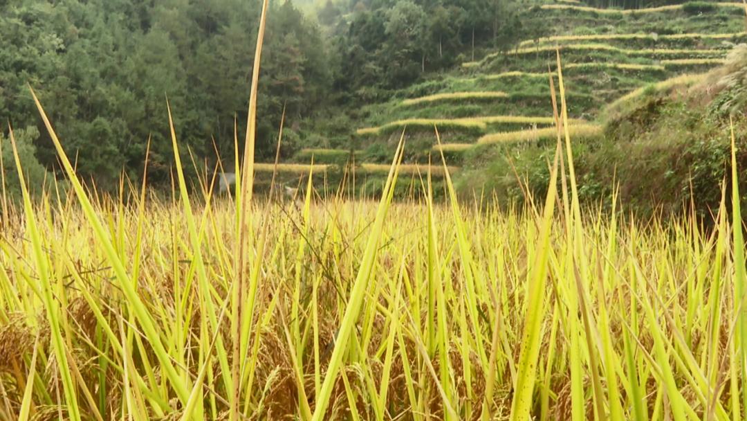 二十年荒地换“新装”！青田这个村走上致富“稻”路