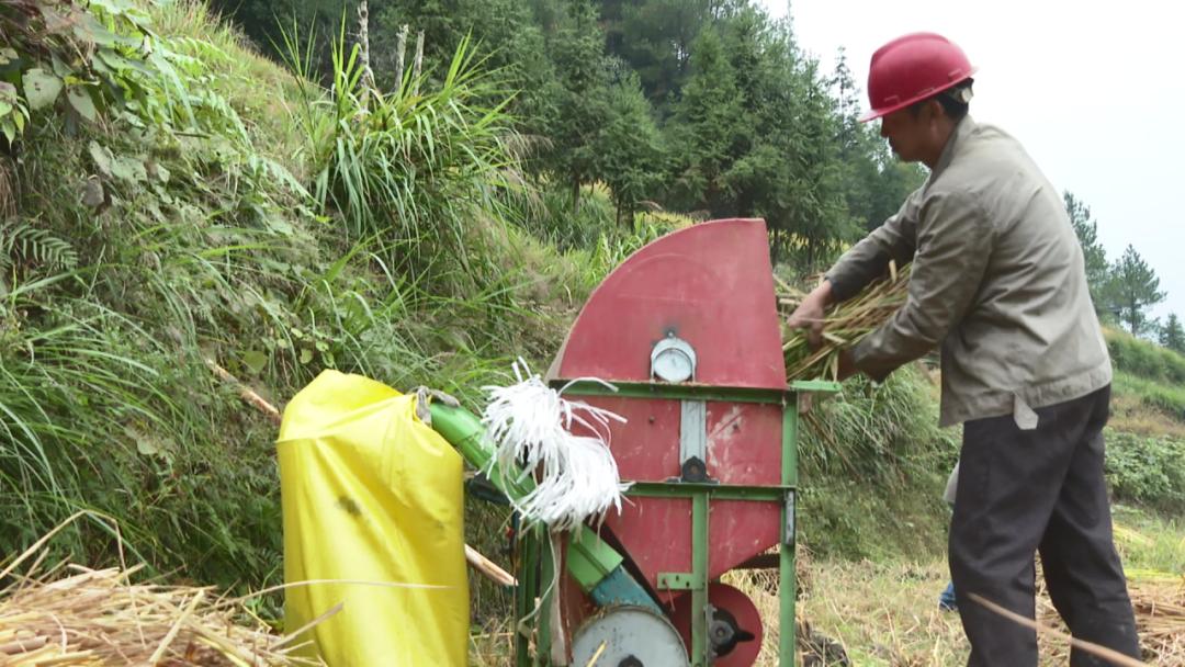 二十年荒地换“新装”！青田这个村走上致富“稻”路