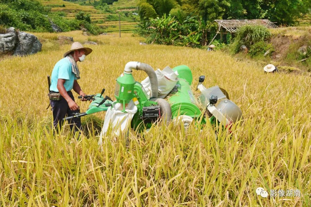 一篇迟到的推文,一篇迟到的作文