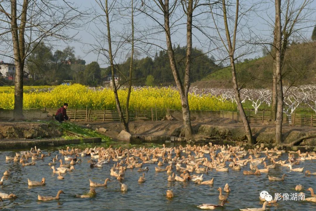 一篇迟到的推文,一篇迟到的作文