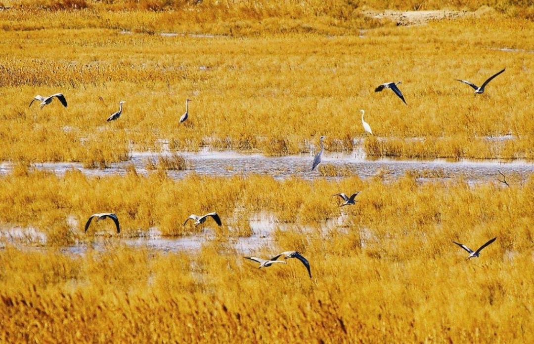 什么是东营利津,什么是东营职业学院