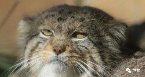 兔狲遇到大橘猫,橘猫面对野生兔狲