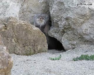 兔狲遇到大橘猫,橘猫面对野生兔狲