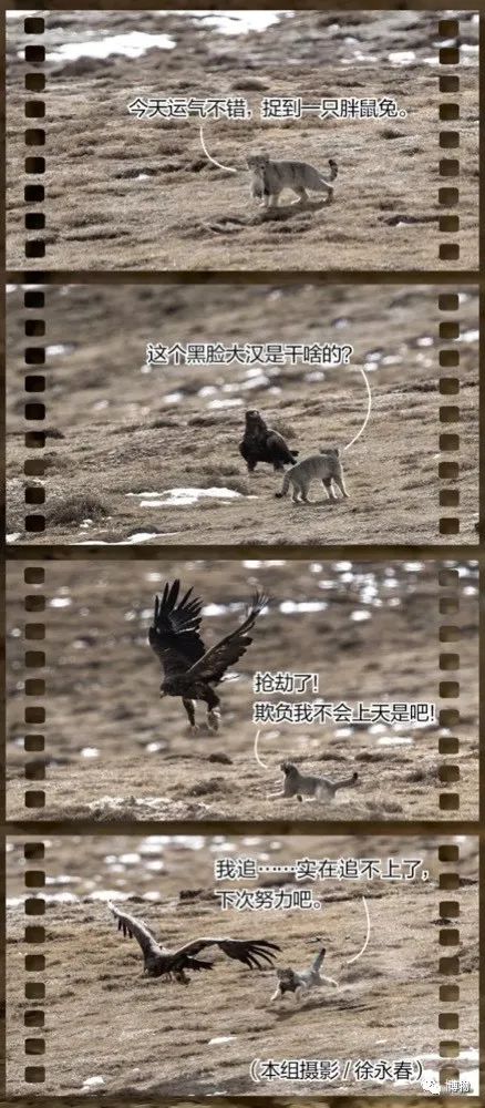 兔狲遇到大橘猫,橘猫面对野生兔狲