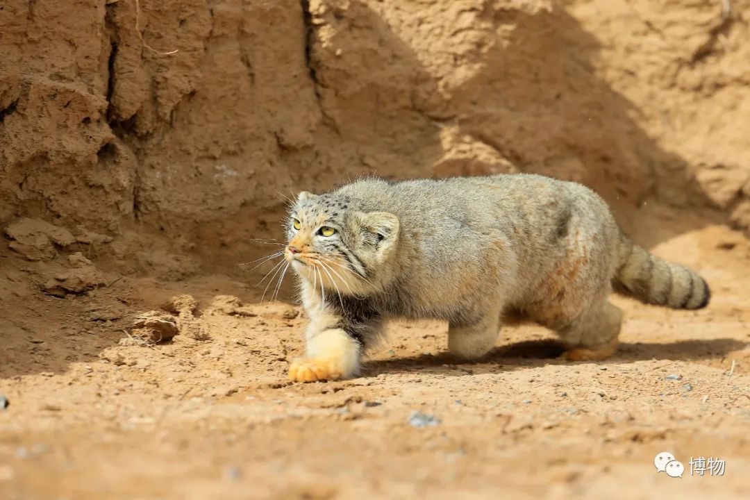 兔狲遇到大橘猫,橘猫面对野生兔狲