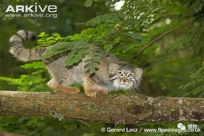 兔狲遇到大橘猫,橘猫面对野生兔狲